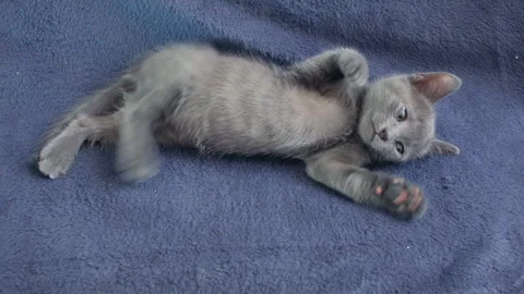 Close-up of a thoroughbred russian blue kittens on a blue background. Stock-Footage 112973520