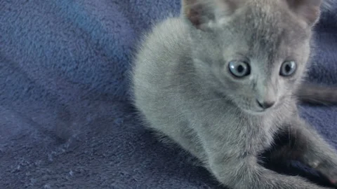 Close-up of a thoroughbred russian blue kittens on a blue background. Stock Footage 112974612