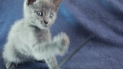 Close-up of a thoroughbred russian blue kittens on a blue background. Vídeo Stock 112974899