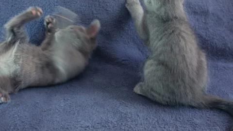 Close-up of a thoroughbred russian blue kittens on a blue background. Stock Footage 112974910