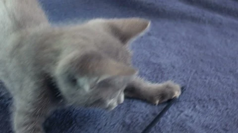 Close-up of a thoroughbred russian blue kittens on a blue background. 库存影片 112974915