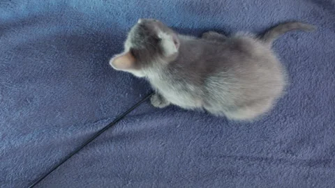 Close-up of a thoroughbred russian blue kittens on a blue background. Stock-Footage 112976301