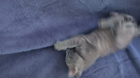 Close-up of a thoroughbred russian blue kittens on a blue background. Stock-Footage 112976380
