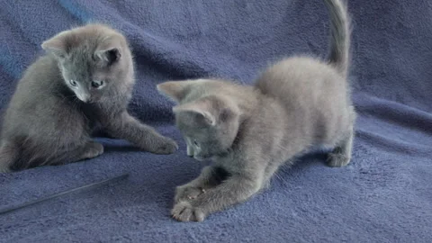 Close-up of a thoroughbred russian blue kittens on a blue background. Stockbeeldmateriaal 112976392