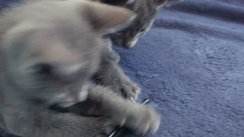 Close-up of a thoroughbred russian blue kittens on a blue background. 스톡 동영상 112976608