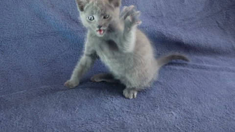 Close-up of a thoroughbred russian blue kittens on a blue background. Video stock 112977321