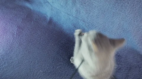 Close-up of a thoroughbred russian blue kittens on a blue background. Stock-Footage 112977397