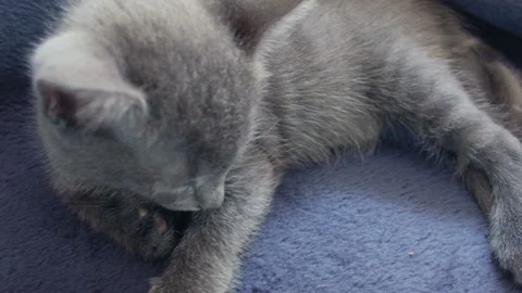 Close-up of a thoroughbred russian blue kittens on a blue background. 스톡 동영상 112980766