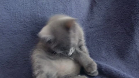 Close-up of a thoroughbred russian blue kittens on a blue background. Stock-Footage 112981208