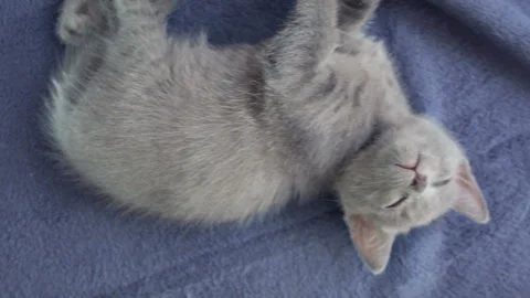 Close-up of a thoroughbred russian blue kittens on a blue background. 動画素材 112981357