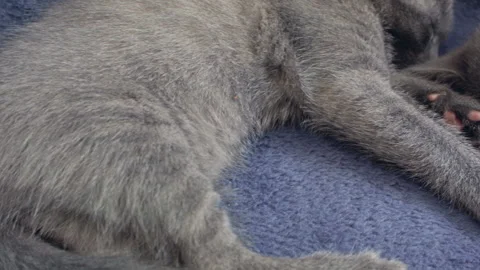 Close-up of a thoroughbred russian blue kittens on a blue background. Stock-Footage 112983968