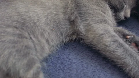 Close-up of a thoroughbred russian blue kittens on a blue background. Vídeos de archivo 112983980
