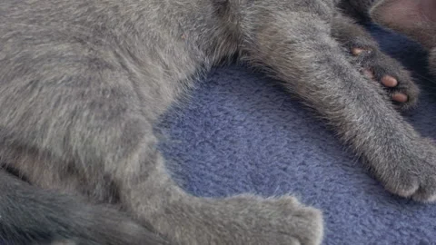 Close-up of a thoroughbred russian blue kittens on a blue background. 스톡 동영상 112984201