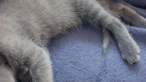 Close-up of a thoroughbred russian blue kittens on a blue background. Vídeo Stock 112984544