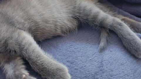 Close-up of a thoroughbred russian blue kittens on a blue background. Vídeos de archivo 112984557