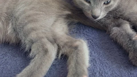 Close-up of a thoroughbred russian blue kittens on a blue background. Vídeos de archivo 112985787