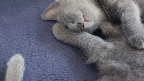 Close-up of a thoroughbred russian blue kittens on a blue background. 스톡 동영상 112985924