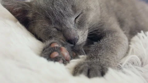 Close-up of a thoroughbred russian blue kittens on a blue background. Stock Footage 112986814