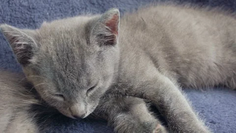 Close-up of a thoroughbred russian blue kittens on a blue background. Stock-Footage 112987063