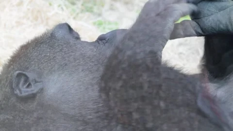 Close up of a Thoughtful gorilla Stock Footage 250147255