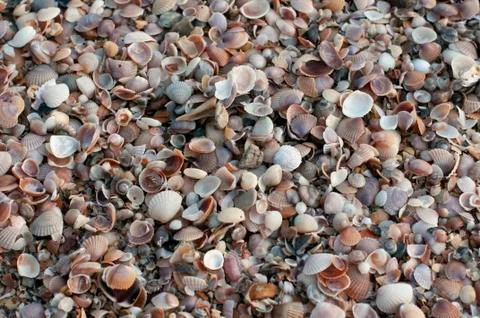 Close up of thousands of tiny shells on the beach Stock Photos