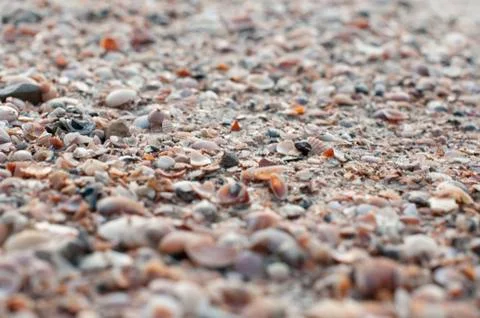 Close up of thousands of tiny shells on the beach Stock Photos