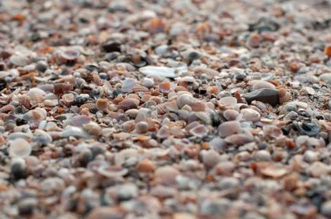 Close up of thousands of tiny shells on the beach Stock Photos