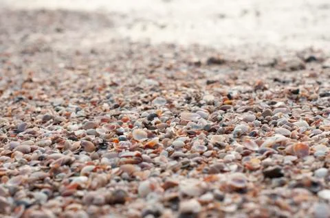 Close up of thousands of tiny shells on the beach Stock Photos