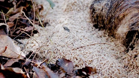 Close-up of thousands of white maggots consuming wild boar flesh on the forest Stock Footage 327428545