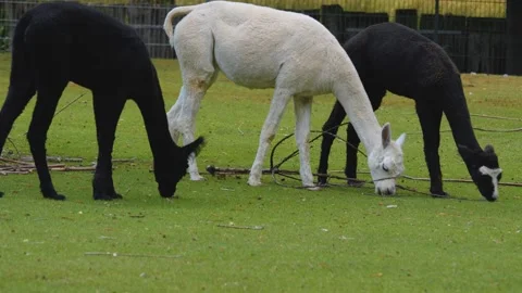 Close up of three alpaca Stock Footage 256184306