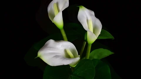 Close-up of three amazing wet white callas Stock Footage