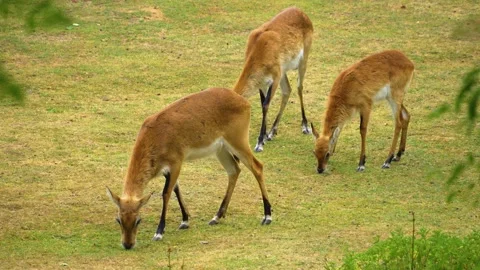 Close up of three antelopes grazing Stock Footage 254175125