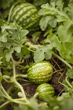 Close up of three big watermelons on the melon field. Growing watermelons Stock Photos