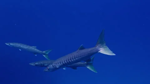 Close up of three Blackfin Barracuda, Great Barrier Reef Stock Footage 254691093