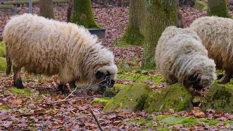 Close up of three blacknose sheep Stock Footage 121931185