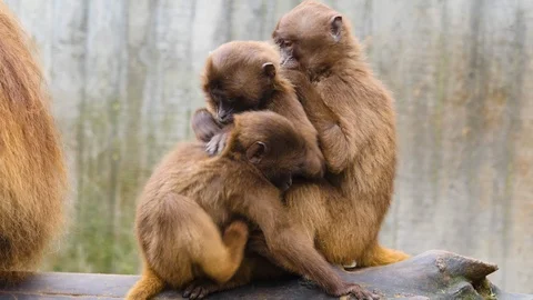 Close up of three bleeding heart monkeys Stock Footage 122585430