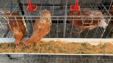 Close up of three brown Laying hens on a poultry farm Stock Footage 340961647