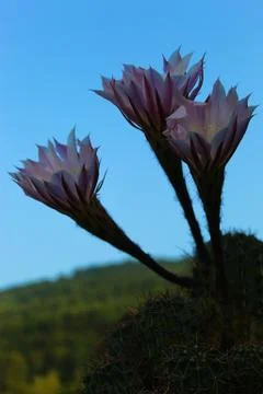 Close up of three cactus flower, large flower with details Stock Photos