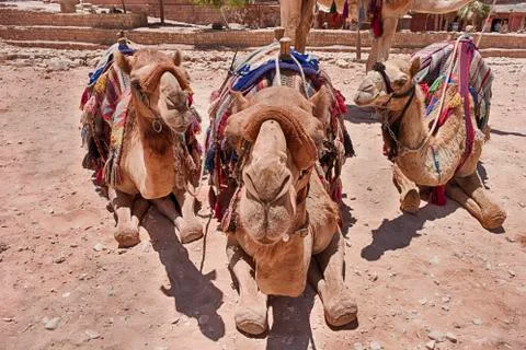 Close-Up Of Three Camels Foto stock