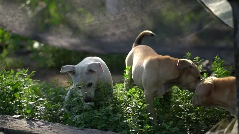 Close-up of three Canis lupus dingo herbivorous dogs playing Stock Footage 265395771