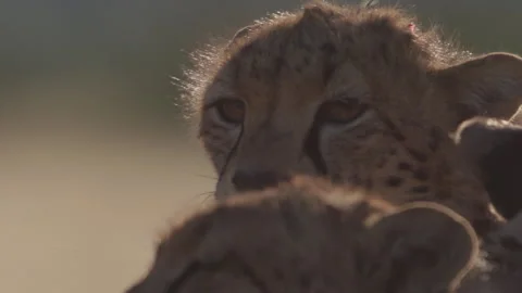 Close up of three cheetah's heads as they scan the area Stock Footage 261031766