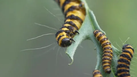 Close up of three cinnabar moth caterpillars feeding on plant leaf in garden 動画素材 172146171