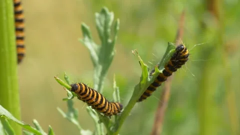 Close up of three cinnabar moth caterpillars feeding on plant during sunny day Stock Footage 172149595