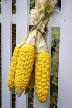 Close-up of three cobs of sweet corn, hanging on a white fence. Stock Photos