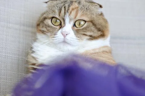 Close up Three colored scottish fold cat Stock Photos
