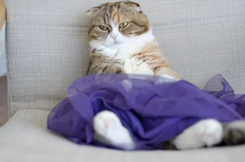 Close up Three colored scottish fold cat in skirt Stock Photos