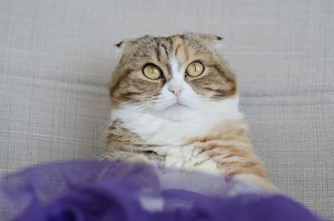 Close up Three colored scottish fold cat in skirt Stock Photos