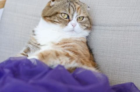 Close up Three colored scottish fold cat Foto stock