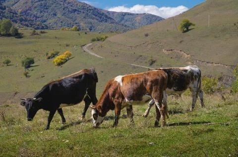 Close-up with three cows and a herd behind them, good sunny weather in a Stock Photos