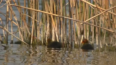 Close up of three cute little eurasian coot chicks Stock Footage 131316946